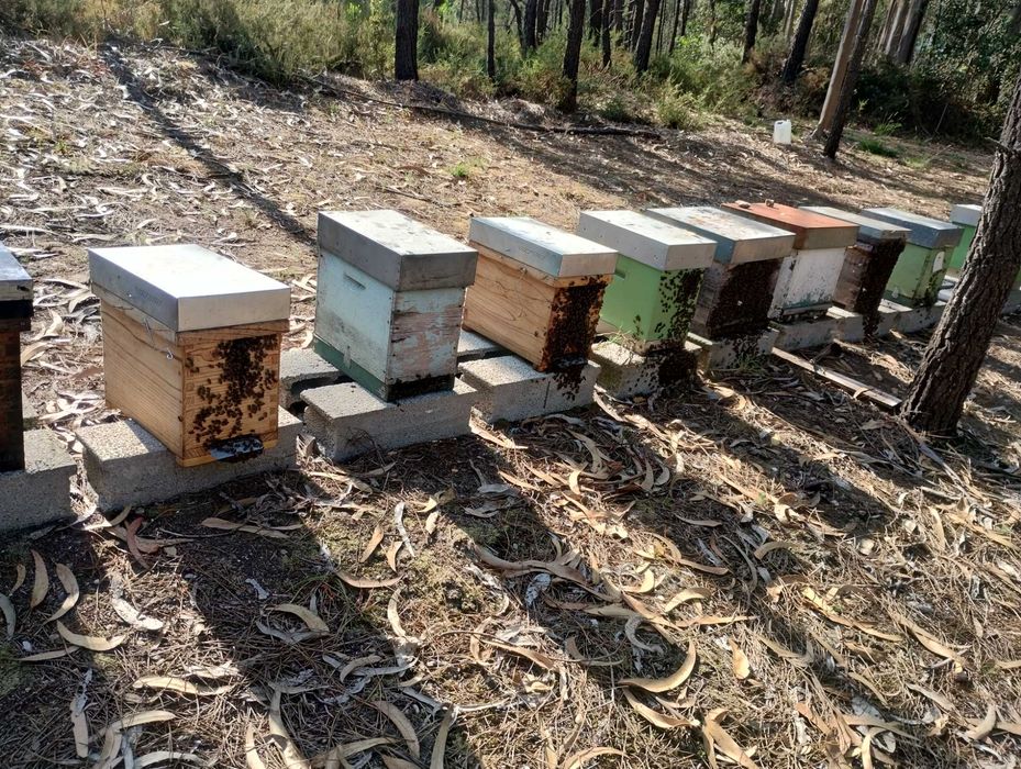 Enxames de Abelhas Prontos a Mudar