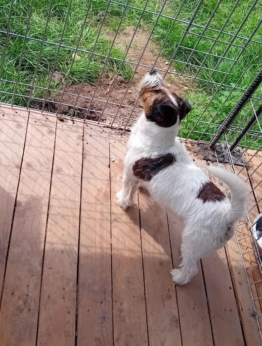 Reproduktor Jack russell terrier