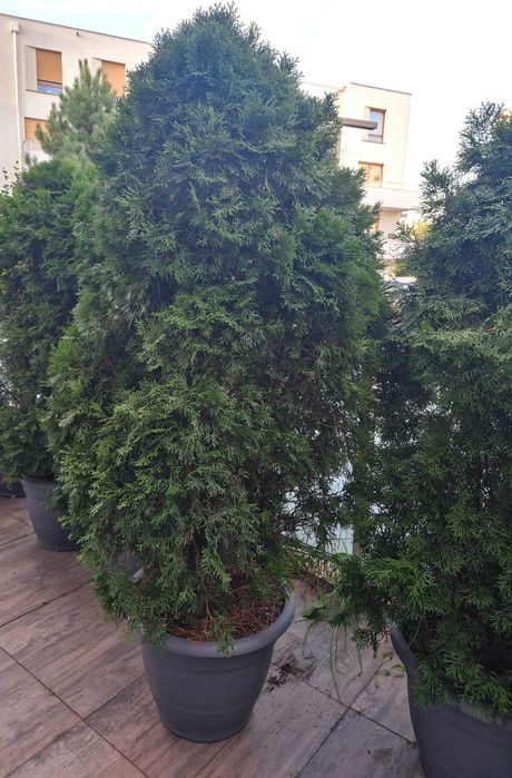 Tuja szmaragd wysoka 180 cm