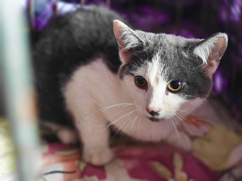 Маленький Матюша,  кошеня 3,5міс,  шукає маму-тата // кіт  кішка