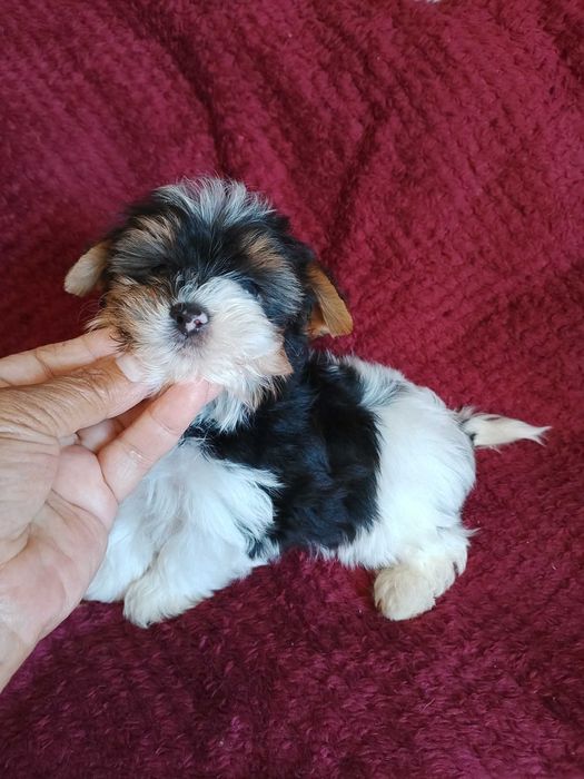 Biewer Terrier com Pedigree