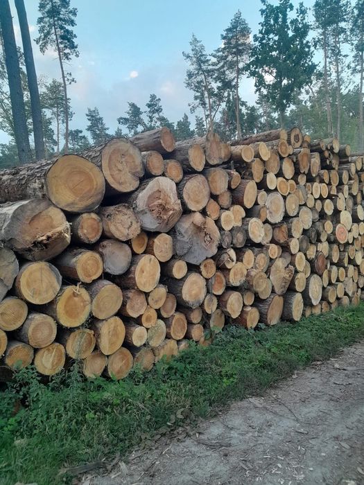 Drewno kominkowe grab dąb brzoza sosna