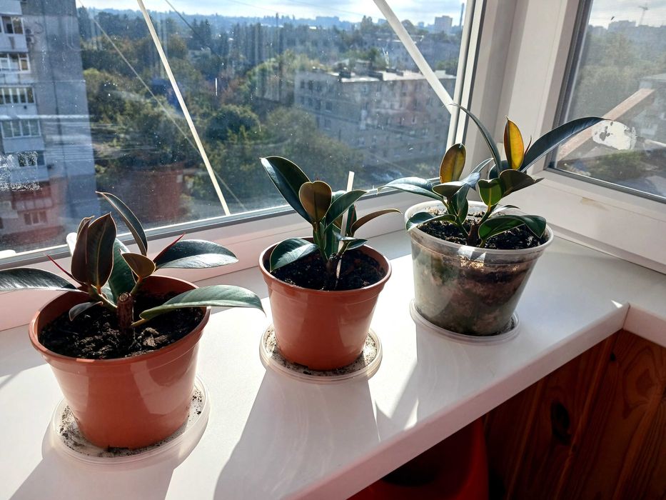 Фікус Мелані 20см