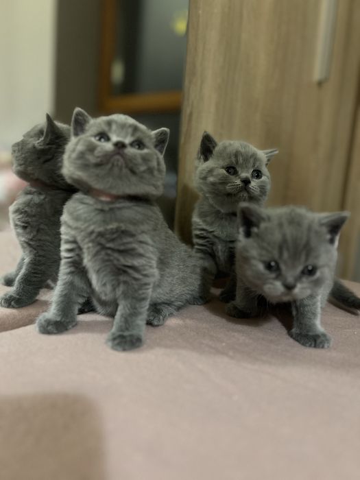 Kocur brytyjski, kot brytyjski, kotek brytyjski, brytyjczyk