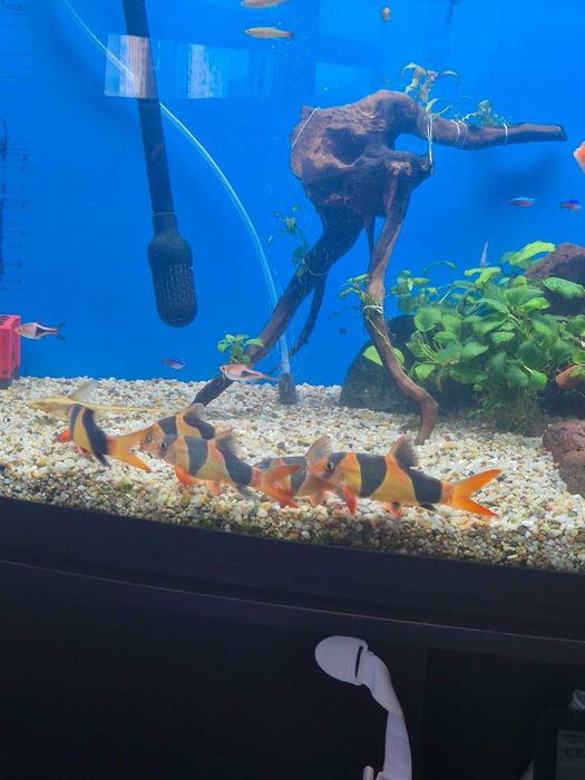 Боція доросла 200грн