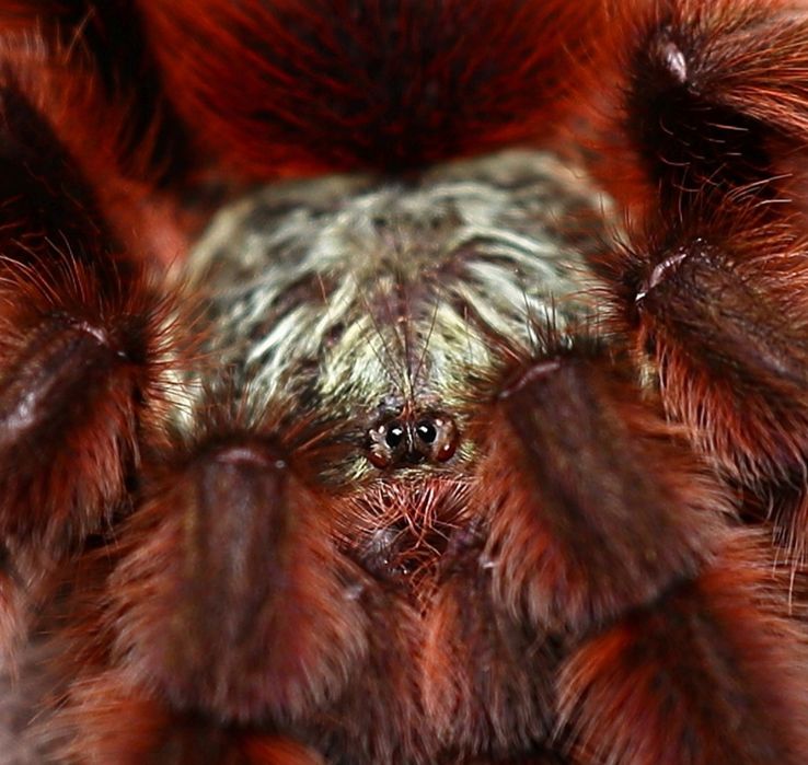 Caribena versicolor L1/2 karaibka wielobarwna