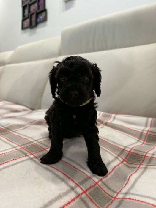Cavapoo f1b suczka