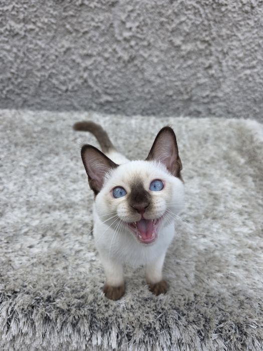 Тайский котенок мальчик