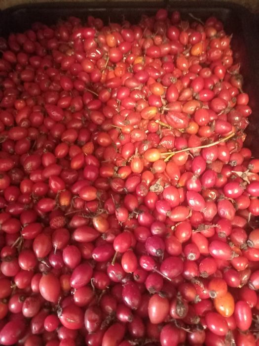 Чорнослив домашній