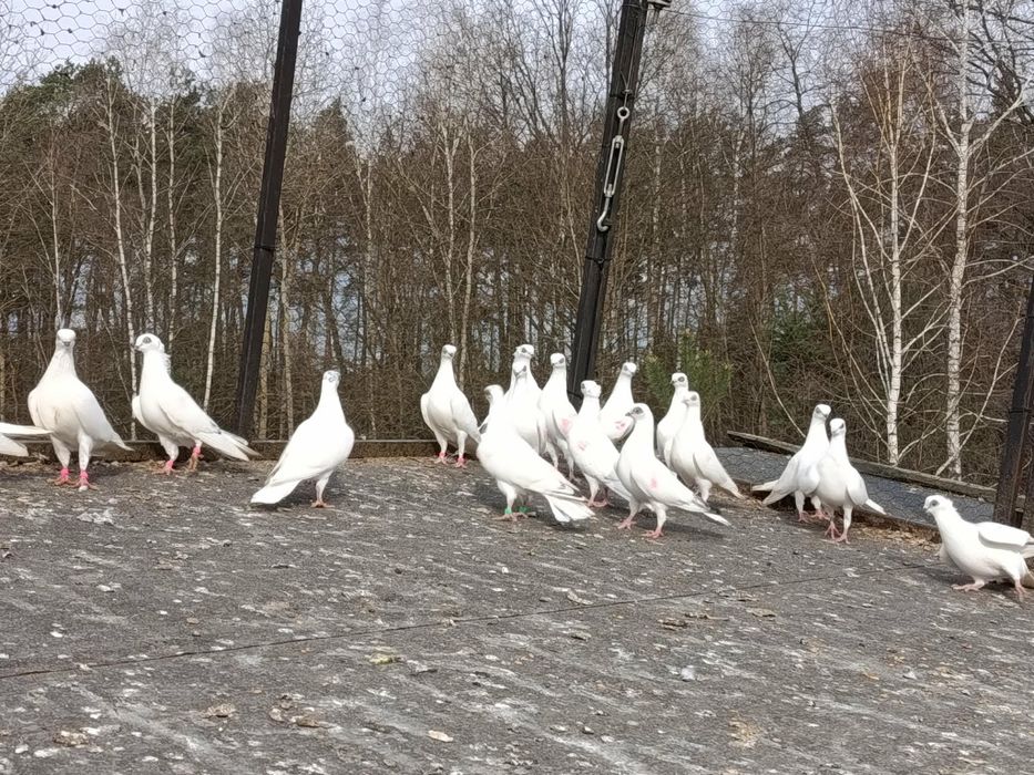 Winery pary parzyste