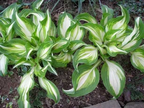 Hosta, Funkia, różne odmiany