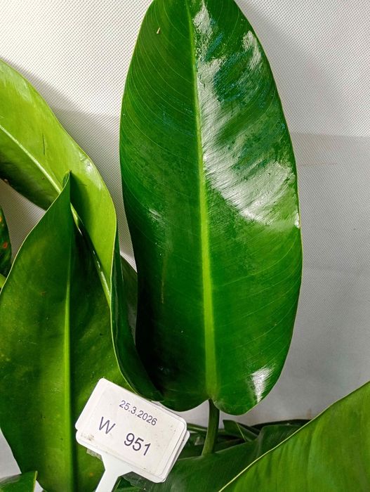 Philodendron martianum W951