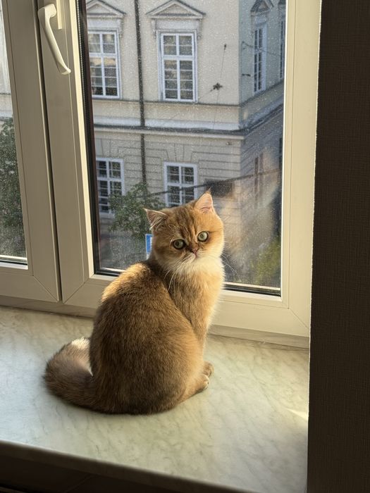 Вʼязка Золота Шиншила