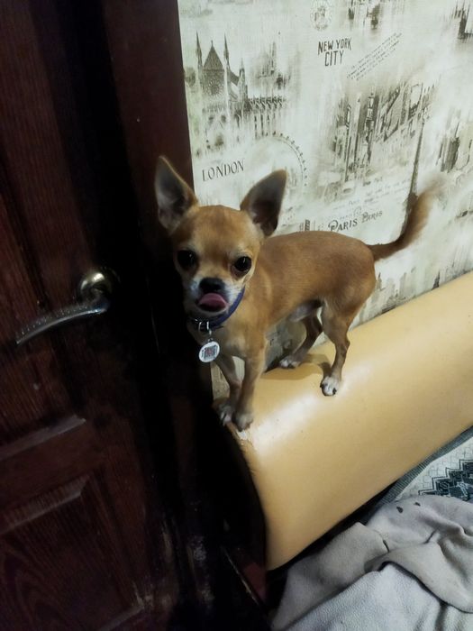 Вязка,чихуа,мальчик маленький