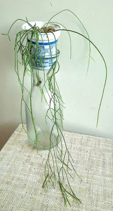 Рипсаліс волосоподібний і др.