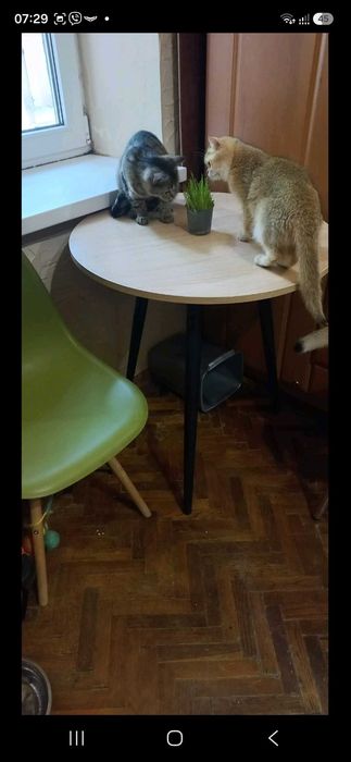 Продаж Шотландських Кошенят