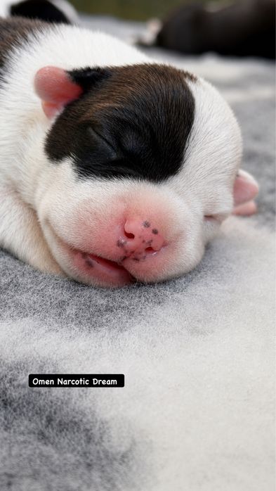 American Staffordshire Terrier
