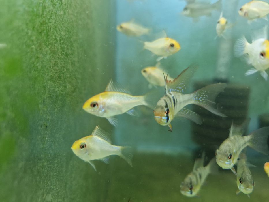 Ramirezi german long fin nacional