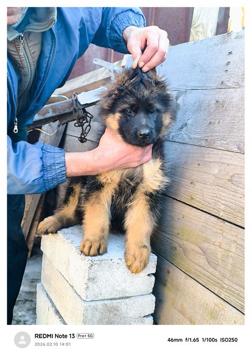 Щенки немецкой овчарки длинношерстные