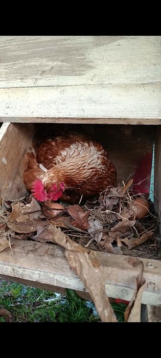 Ovos Biológicos Frescos – Produção em Pasto