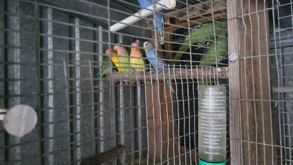 Aratinga jandaias