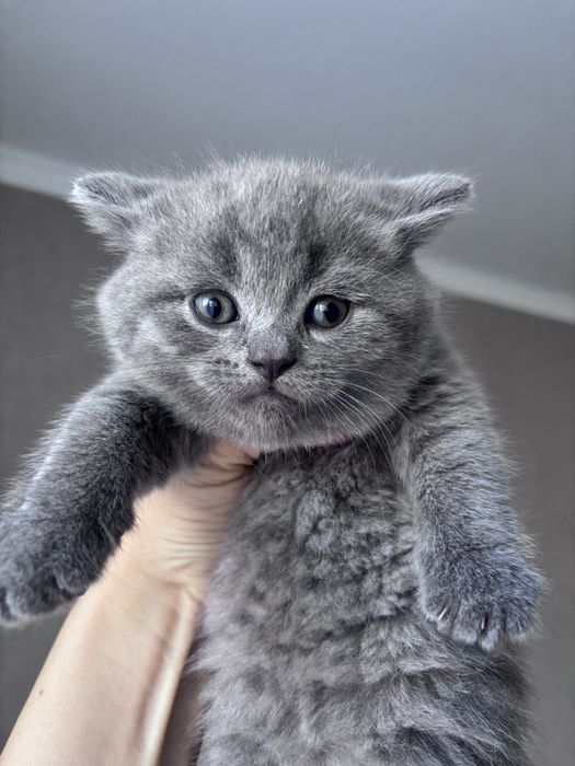 Кошенята шотландські висловухі