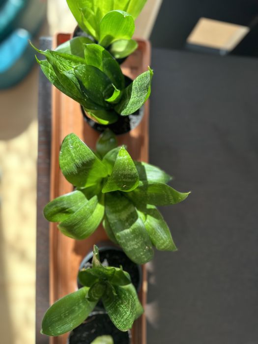 Sansewiera  Gwinejska Hahnii