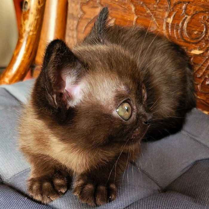 Питомник американской бурмы!