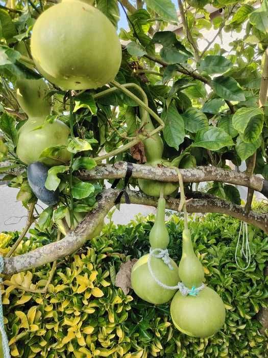 Cabaças por secar e meias secas