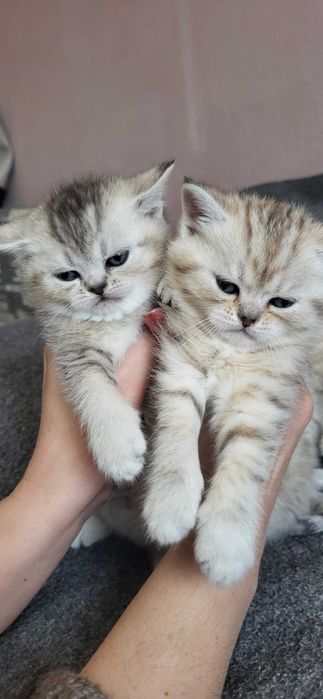 Шотландські кошенята