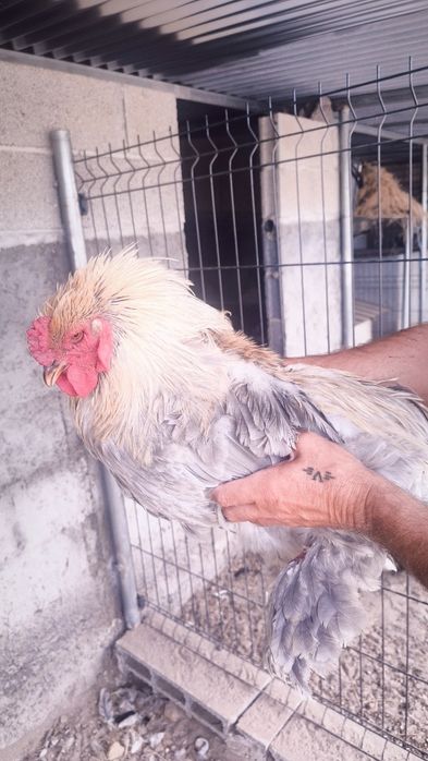 Galo Brahma Isabella