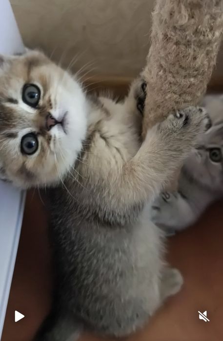 Шотландське кошеня, шиншилла