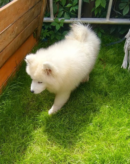 Samoyed gotowy do Nowego Domu