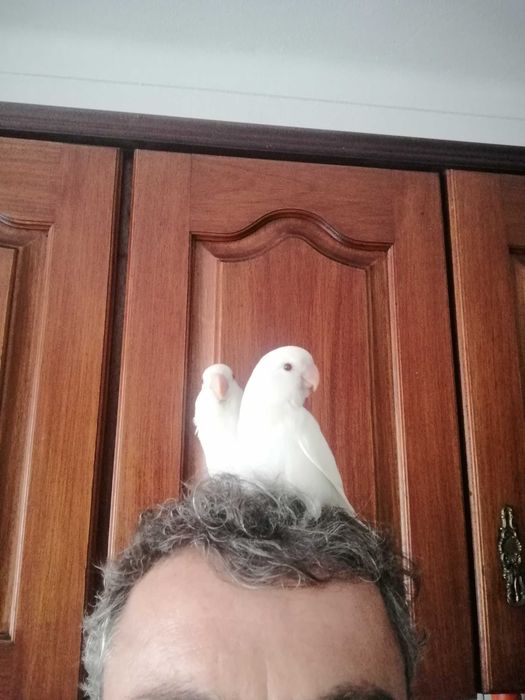 Rosicolas criados há mão, venda ou troca.