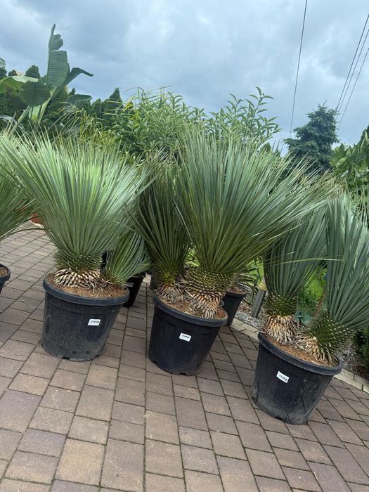 Yucca Rostrata - Juka mrozoodporna | EGZOTYKI | Ogród | Taras
