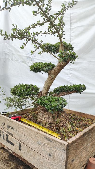 olea sylvestris , Oliveira bonsai