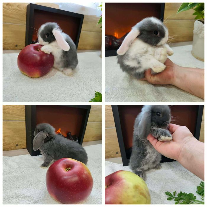 Mini Lopy baranki królik karzełek .Hodowla zarejestrowana KZHK
