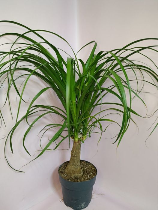 Гіпеаструм,спатифілум,антуріум,каланхоє,драцена Голден Коаст,ноліна,