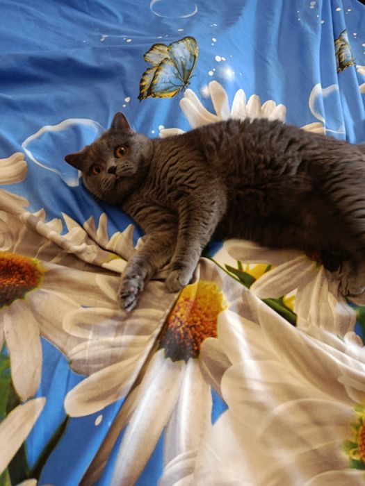 Віддам в хороші руки Котика
