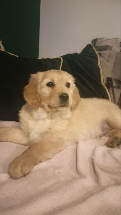 Golden retriever