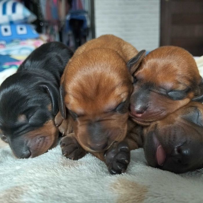 Jamnik krótkowłosy standard