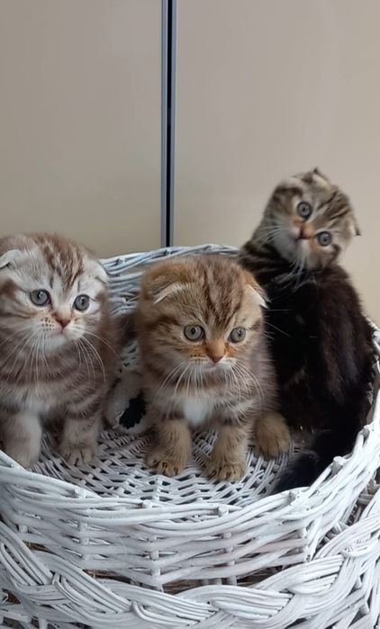 Шотландські кошенята мраморята