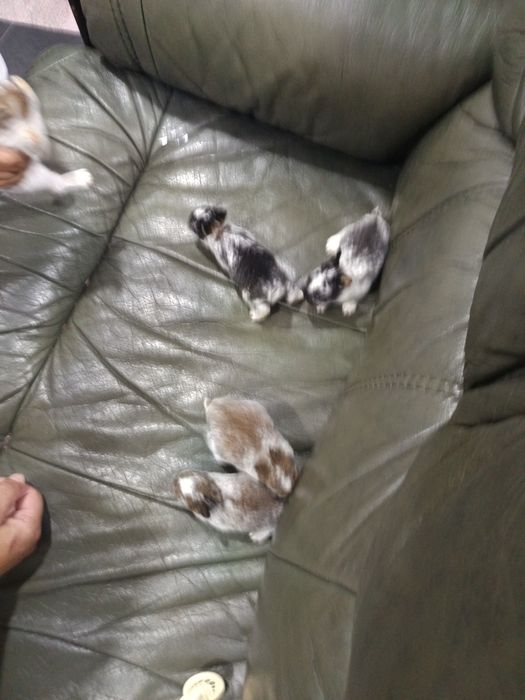 Coelhinhas mini holandês