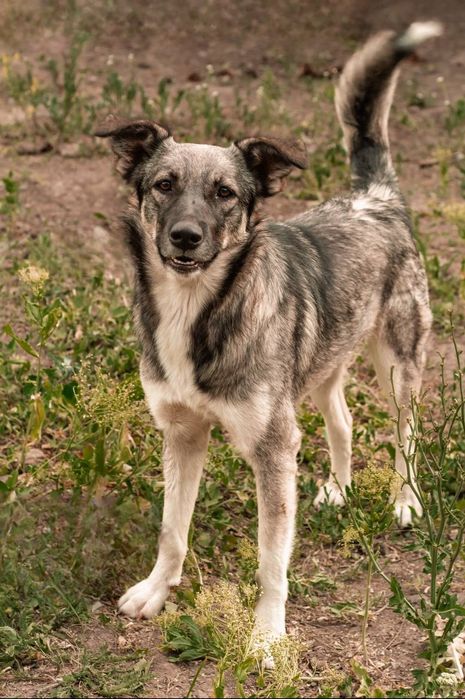 Отдам даром в добрые руки собачек