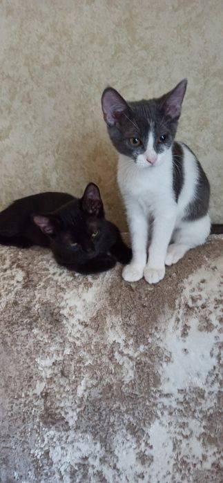 Котята в поисках дома!