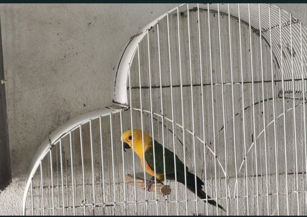 Vendo aratinga jandaya