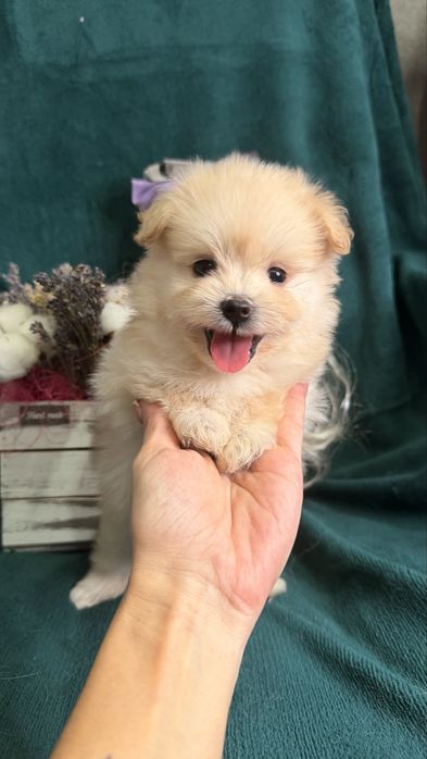 Дизайнерские щенки Pomapoo в продаже