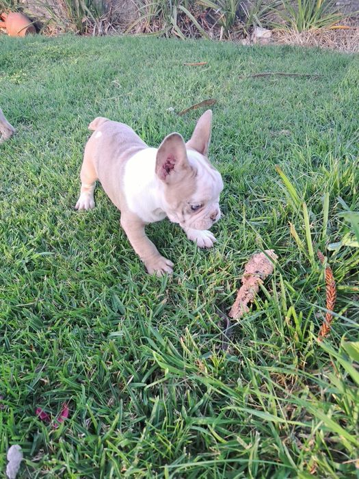Bulldog francês macho com olhos azuis