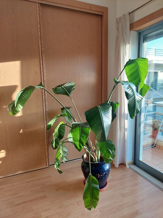 Strelitzia nicolai 150-170cm