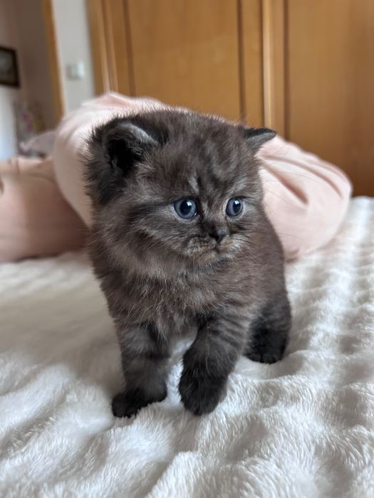 Gatinho Scottish Straight